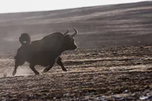 Images Dated 31st December 2005: Wild yak (Bos mutus) running, Kekexili, Qinghai, Tibetan plateau, China, December