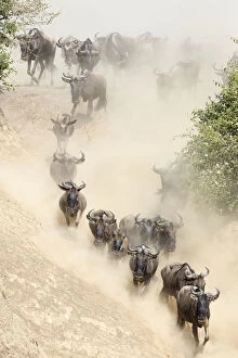 Images Dated 23rd October 2012: Wildebeest (Connchaetes taurinus) running down bank of the Mara River during migration