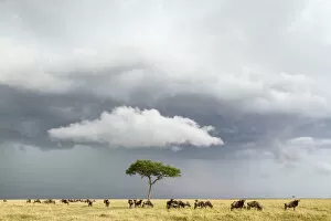 Images Dated 27th October 2012: Wildebeest (Connochaetes taurinus) herd below stormy sky during migration, Masai-Mara game reserve