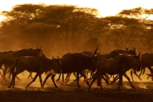 Wildebeest (Connochaetes taurinus) running, Tanzania Wildebeest (Connochaetes taurinus) running, Tanzania