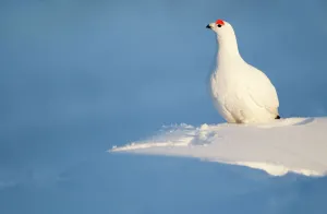 Male Animal Gallery: Willow Grouse (Lagopus lagopus) male perched on snow, Finland, March
