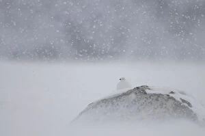 Willow grouse (Lagopus lagopus) on rock in snow, Dovrefjell National Park, Norway