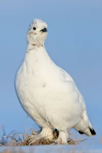Images Dated 5th June 2010: Willow grouse / ptarmigan (Lagopus lagopus) Agapa River, Taimyr Peninsula, Siberia