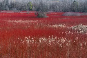 Plantations Gallery: Willow (Salix) plantation, Cuenca, Castilla-La Mancha, Spain, December