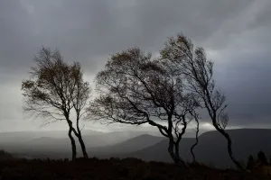 Windswept Silver birch trees (Betula pendula) silhouetted against sky Windswept Silver birch trees (Betula pendula) silhouetted against sky