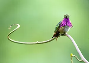 Trochilidae Collection: Wine throated hummingbird (Selasphorus ellioti) male, courtship display, Cloud forest