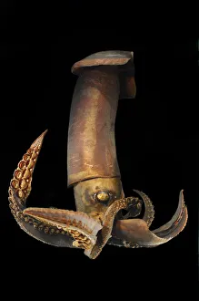 Wing-armed squid (Stenoteuthis pteropus) - deep sea specimen from South Atlantic Wing-armed squid (Stenoteuthis pteropus) - deep sea specimen from South Atlantic