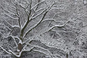 Winter scene with mature tree branches covered in snow, Herefordshire, England, UK Winter scene with mature tree branches covered in snow, Herefordshire, England, UK