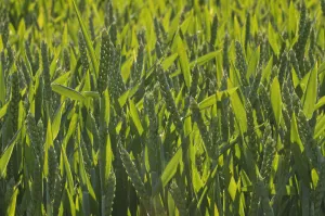 Winter Wheat crop (Triticum aestivum) grown at RSPBs Hope Farm, Cambridgeshire Winter Wheat crop (Triticum aestivum) grown at RSPBs Hope Farm, Cambridgeshire