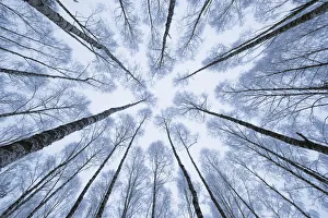 Wintery forest of Silver Birches (Betula pendula) photographed from below with a wide angle lens Wintery forest of Silver Birches (Betula pendula) photographed from below with a wide angle lens