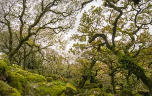 Wistmans Wood, forest of Pedunculate oaks (Quercus robur) on Dartmoor in Devon, England Wistmans Wood, forest of Pedunculate oaks (Quercus robur) on Dartmoor in Devon, England