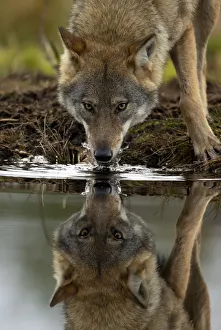 Wolf (Canis lupus) drinking water from lake, with reflection, Finland. September Wolf (Canis lupus) drinking water from lake, with reflection, Finland. September