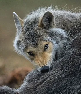 Wolf (Canis lupus) grooming, Finland, June Wolf (Canis lupus) grooming, Finland, June