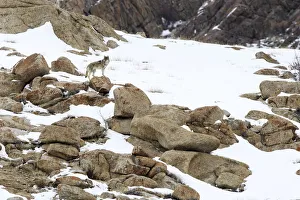 Wolf (Canis lupus) male on rocky snow covered slopes. Ulley Valley in the Himalayas Wolf (Canis lupus) male on rocky snow covered slopes. Ulley Valley in the Himalayas