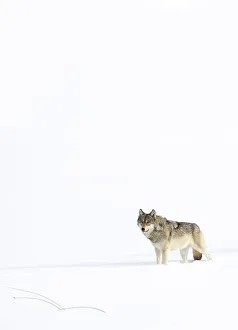 Wolf (Canis lupus) standing in snow, Yellowstone National Park, USA. January Wolf (Canis lupus) standing in snow, Yellowstone National Park, USA. January