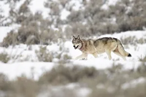 Wolf (Canis lupus) walking in snow, Yellowstone National Park, USA. January Wolf (Canis lupus) walking in snow, Yellowstone National Park, USA. January