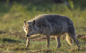 Wolf (Canis lupus), young male walking through grassland. Kiekinkoski, Finland. June Wolf (Canis lupus), young male walking through grassland. Kiekinkoski, Finland. June