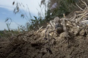 Wolf spider {Lycosa vultuosa} near its burrow, South Moldova, June Wolf spider {Lycosa vultuosa} near its burrow, South Moldova, June