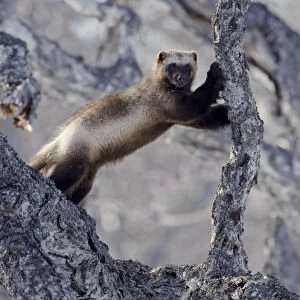 Images Dated 4th April 2008: Wolverine (Gulo gulo) climbing birch tree, Kamchatka, Far East Russia, April