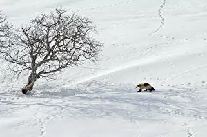 Images Dated 1st April 2008: Wolverine (Gulo gulo) crosses snow field covered with animal tracks, Kamchatka, Far East Russia