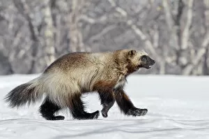 Asia Collection: Wolverine (Gulo gulo) walking over snow, Kamchatka, Far East Russia, April 2008