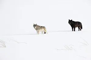 Two Wolves (Canis lupus) standing in deep winter snow, Yellowstone National Park, USA. January Two Wolves (Canis lupus) standing in deep winter snow, Yellowstone National Park, USA. January