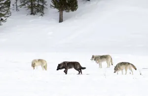 Four Wolves (Canis lupus) walking in snow, Yellowstone National Park, USA. January Four Wolves (Canis lupus) walking in snow, Yellowstone National Park, USA. January