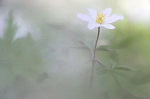 Wood anemone (Anemone nemorosa) in flower, Vallee des Cailles, Eure-et-Loir, France Wood anemone (Anemone nemorosa) in flower, Vallee des Cailles, Eure-et-Loir, France