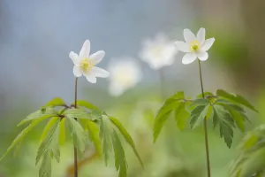 Wood anemone (Anemone nemorosa) Lower Woods, Gloucestershire, England, UK, April Wood anemone (Anemone nemorosa) Lower Woods, Gloucestershire, England, UK, April