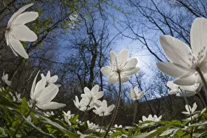 Images Dated 2nd May 2013: Wood Anemones (Anemone nemorosa) in flower on woodland floor, low angle fish eye view