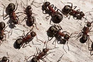 Images Dated 1st September 2011: Wood ants (Formica rufa), Arne RSPB reserve, Dorset, England, UK, September