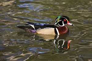 Wood duck (Aix sponsa) drake in breeding plumage, paddling, Orange, California, USA Wood duck (Aix sponsa) drake in breeding plumage, paddling, Orange, California, USA