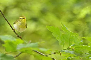 Wood Warbler (Phylloscopus sibilatrix) perched among sessile oak leaves. Wales, May Wood Warbler (Phylloscopus sibilatrix) perched among sessile oak leaves. Wales, May