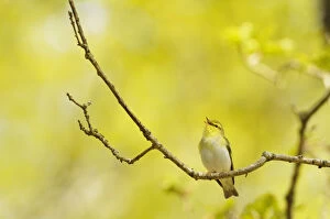 Images Dated 4th May 2011: Wood Warbler (Phylloscopus sibilatrix) singing from an oak tree, Atlantic Oakwoods of Sunart