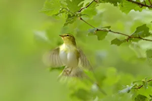 Wood warbler (Phylloscopus sibilatrix) in flight in sesile oak forest, Wales, UK, May Wood warbler (Phylloscopus sibilatrix) in flight in sesile oak forest, Wales, UK, May