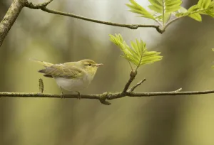 Wood warbler (Phylloscopus sibilatrix) in canopy, Derbyshire, England, UK, May Wood warbler (Phylloscopus sibilatrix) in canopy, Derbyshire, England, UK, May
