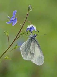 Wood White butterfly (Leptidea sinapis) on Germander Speedwell (Veronica chamaedrys) Wood White butterfly (Leptidea sinapis) on Germander Speedwell (Veronica chamaedrys)