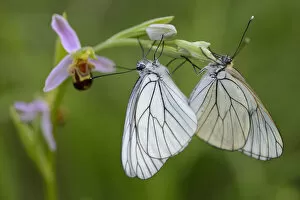 Images Dated 22nd May 2013: Woodcock orchid (Ophrys cornuta / scolopax) with mating Black veined white butterflies