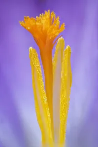 Woodland crocus (Crocus tommasinianus) close-up of anthers and stigma , Banbridge Woodland crocus (Crocus tommasinianus) close-up of anthers and stigma , Banbridge