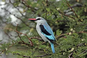 Woodland Kingfisher (Halcyon senegalensis) perched in tree, Serengeti, Tanzania Woodland Kingfisher (Halcyon senegalensis) perched in tree, Serengeti, Tanzania