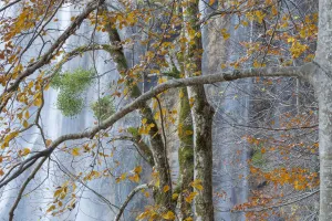 Woodland surrounding Veliki Prstavci waterfalls, with Mistletoe (Viscum album) on European beech Woodland surrounding Veliki Prstavci waterfalls, with Mistletoe (Viscum album) on European beech