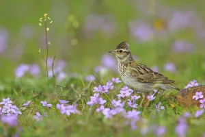 Woodlark (Lullula arborea) in flowers, Sierra de Grazalema Natural Park, southern Spain Woodlark (Lullula arborea) in flowers, Sierra de Grazalema Natural Park, southern Spain