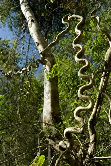 Images Dated 21st February 2009: Woody / Monkey ladder vine (Bauhinia glabra) Palo Verde National Park, Costa Rica