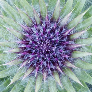 Woolly / Spear thistle (Cirsium vulgare) close-up of flower showing unopened flowerhead Woolly / Spear thistle (Cirsium vulgare) close-up of flower showing unopened flowerhead