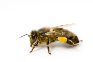 Worker Honey bee (Apis mellifera) with pollen sac on back leg Worker Honey bee (Apis mellifera) with pollen sac on back leg
