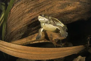 Worrell's turtle (Emydura subglobosa worrelli), large adult female resting at night Worrell's turtle (Emydura subglobosa worrelli), large adult female resting at night