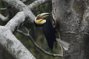 Wreathed hornbill (Aceros undulatus) male carrying berry to nest hole Wreathed hornbill (Aceros undulatus) male carrying berry to nest hole
