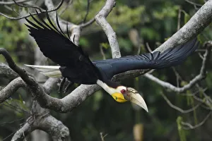 Wreathed hornbill (Aceros undulatus) taking off, Tongbiguan Nature Reserve, Dehong Wreathed hornbill (Aceros undulatus) taking off, Tongbiguan Nature Reserve, Dehong