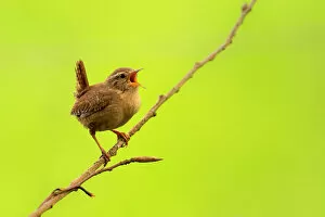 Songbird Gallery: Wren (Troglodytes troglodytes) singing, early morning in spring, Broxwater, Cornwall, UK. April
