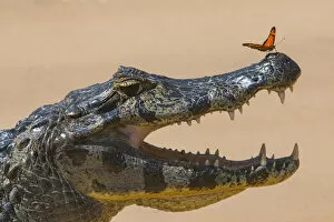 Alligators Gallery: Yacare caiman (Caiman yacare) with butterfly on snout, Cuiaba River, Pantanal Matogrossense